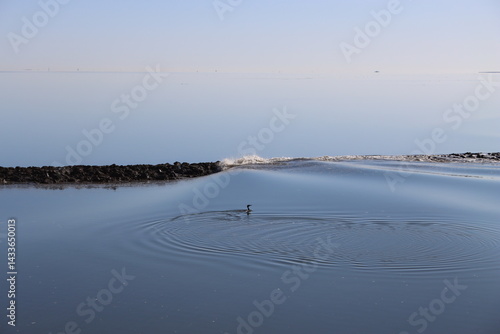 North Sea impressions with a seagull