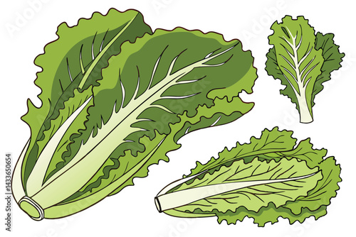 90 Fresh green lettuce, crisp leafy vegetable, vibrant lime color, organic produce, healthy food, salad ingredient, high-definition photography, white background, studio lighting, closeup detail, bota