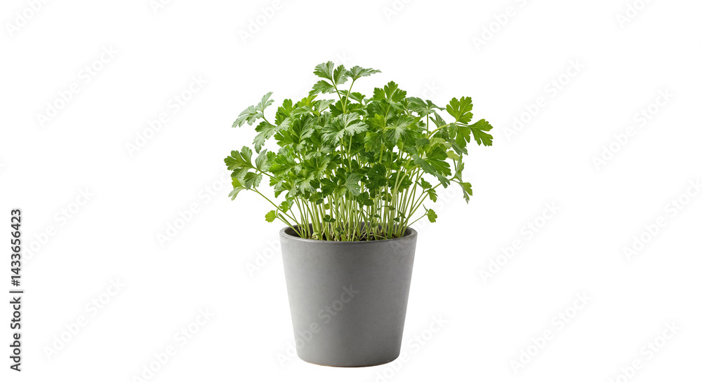Young Green Parsley Plant Growing in Gray Pot Isolated on Transparent Background Young Green Parsley Plant Growing in Gray Pot Isolated on Transparent Background