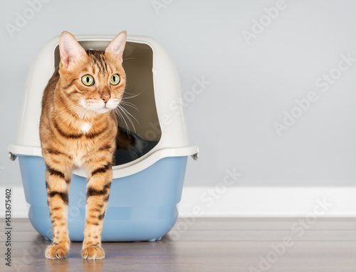 Bengal cat near litter box, pet care concept