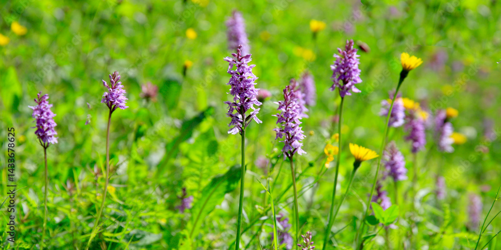 Obraz premium Breitblättriges Knabenkraut (Dactylorhiza majalis) Panorama 