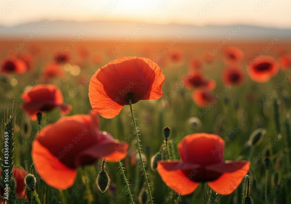 Obraz premium Beautiful field of red poppies at sunset with soft light and a dreamy atmosphere.