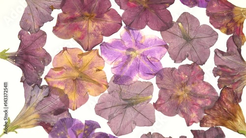 Pressed drying flowers of pink, red and purple petunias on a white background. Oshibana art, pressed flower art, decorative panel.
