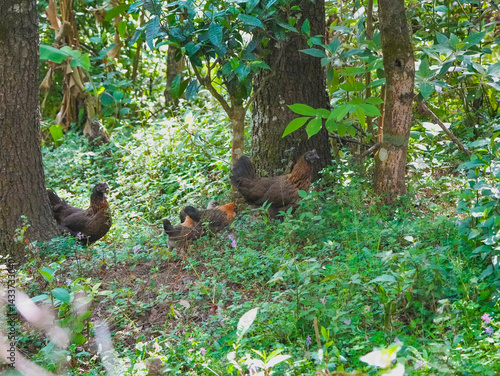 baby birds in the grass