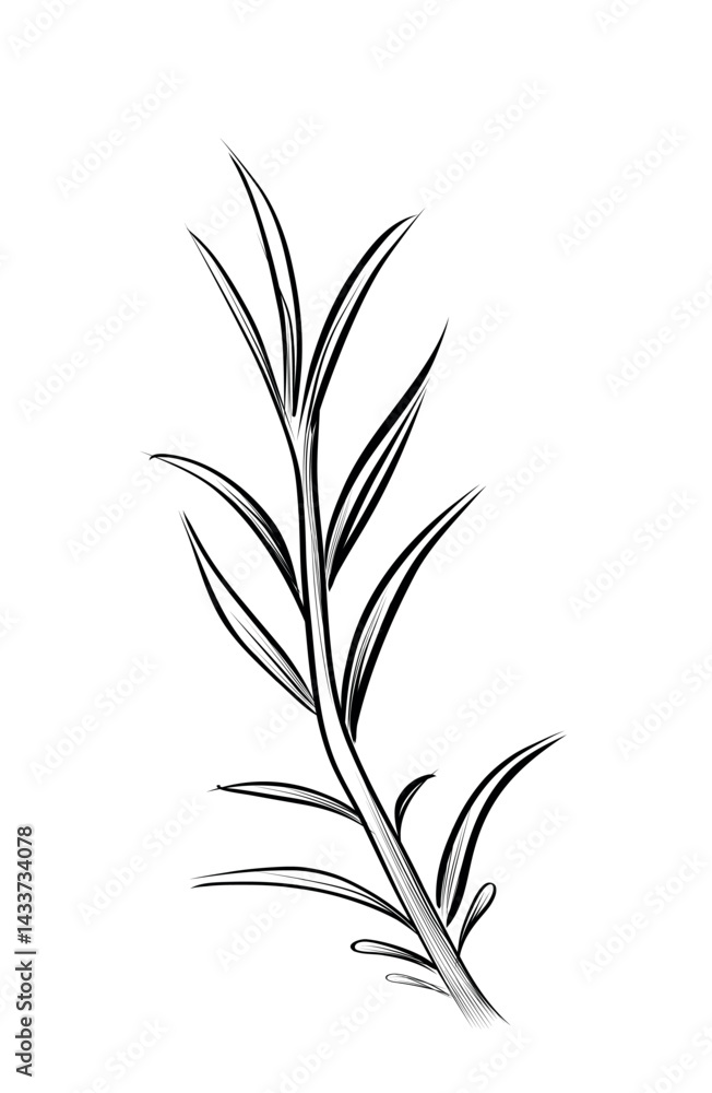 Obraz premium Single rosemary herb sprig vector