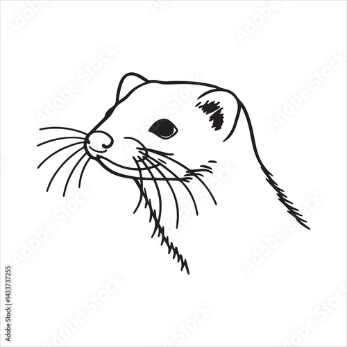 Domestic Ferret with White Fur Posing Curiously
