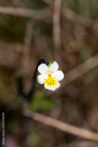Wildflowers Background Floral Beauty Wildflowers and Natures Colors