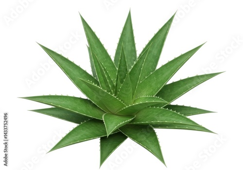 Aloe vera plant succulent green leaves top view isolated on white background