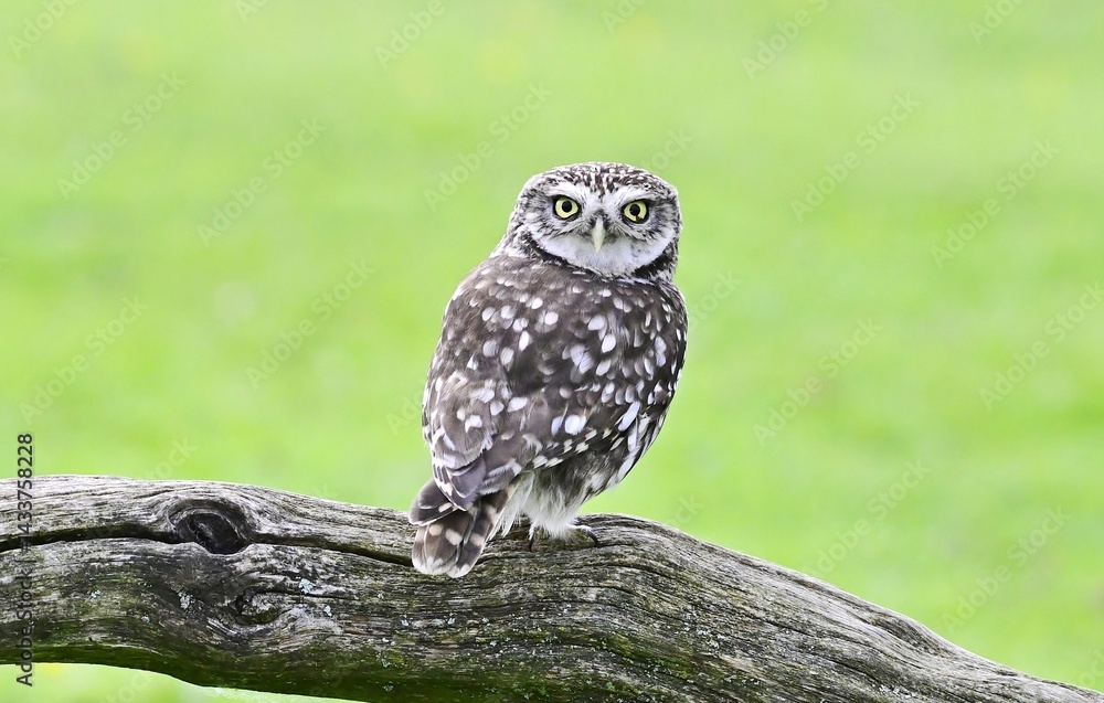 Fototapeta premium A Little Owl perched on a single branch.