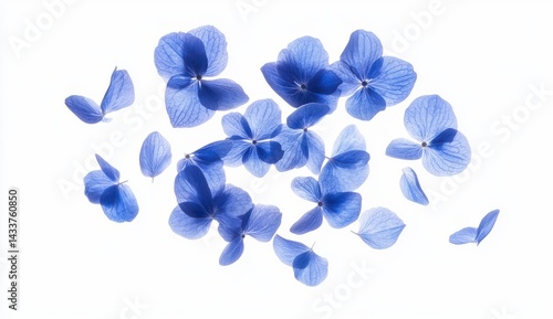 Blue Hydrangea Petals Scattered on White Background
