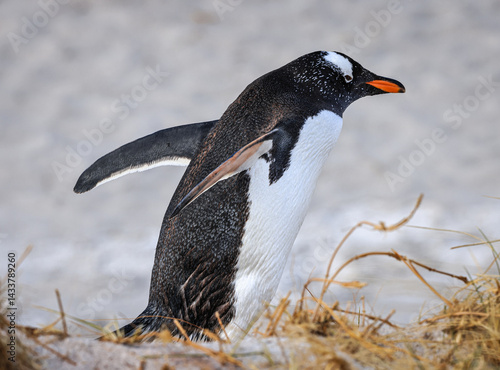 Bild auf Leinwand Gentoo penguin at Yorke Bay, Falkland Islands, South Atlantic