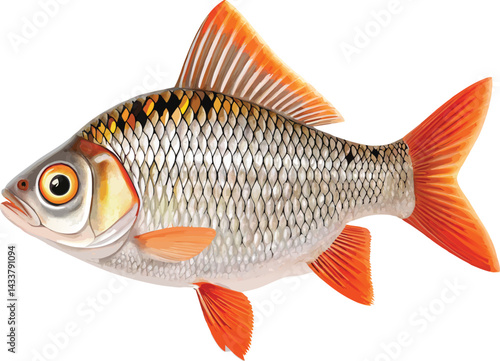 Bangladeshi golden fish vector image 