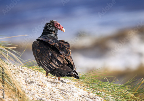 Turkey Vulture (Cathartes aura), Falkland Islands