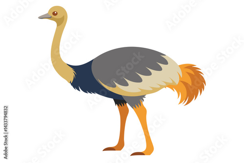 Ostrich isolated illustration on white background.
