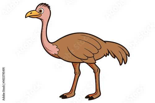 Ostrich isolated illustration on white background.
