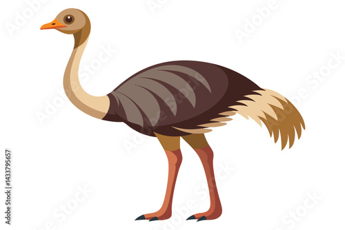 Ostrich isolated illustration on white background.
