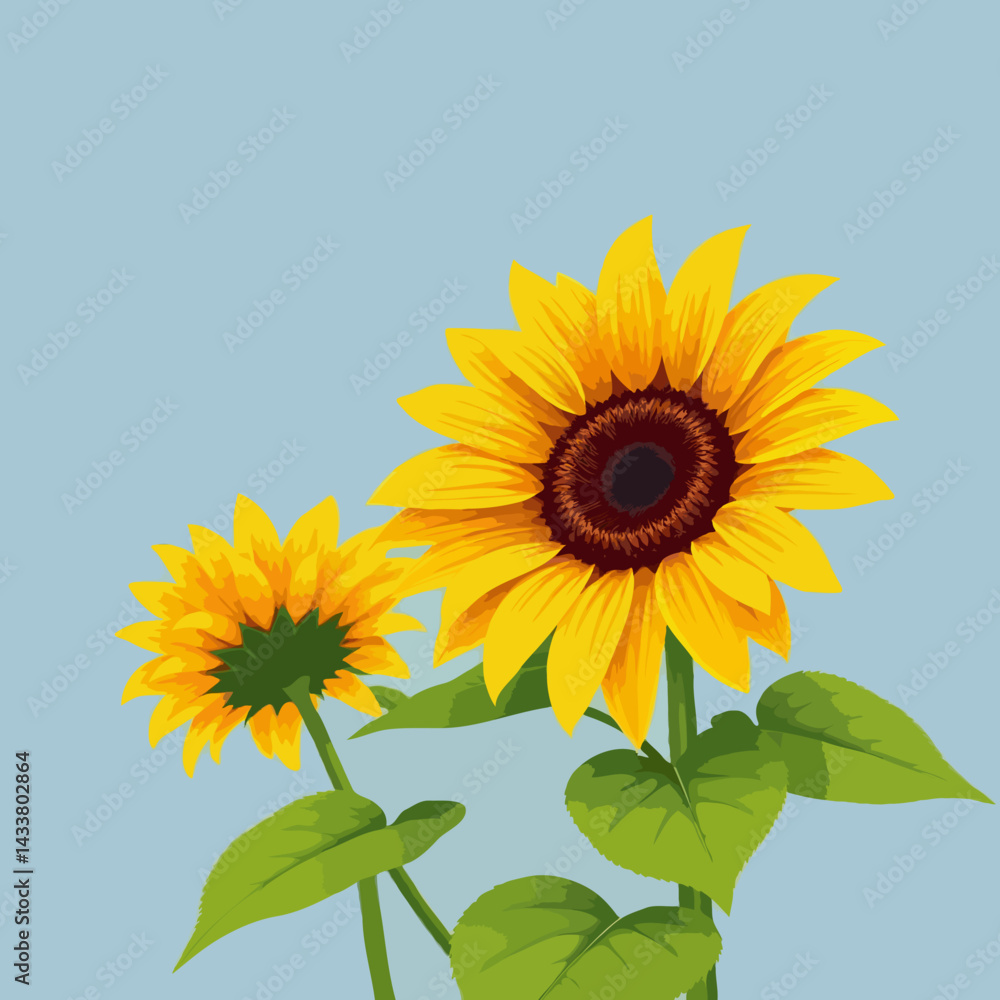 Fototapeta premium sunflower on a blue background