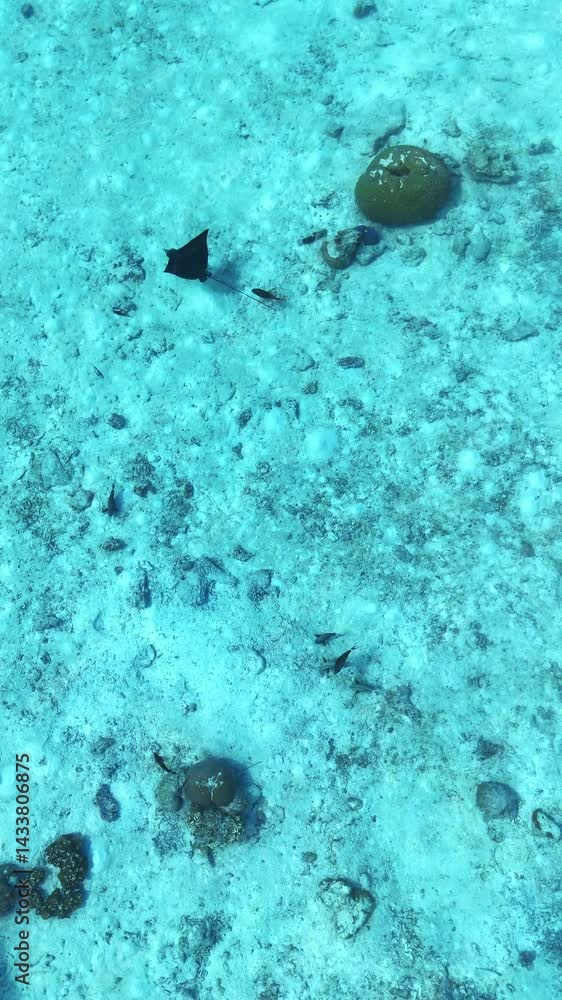 A single stingray glides over the sandy sea bottom in crystal clear water, captured from above, marine wildlife in maldives, tropical diving, peaceful underwater world A single stingray glides over the sandy sea bottom in crystal clear water, captured from above, marine wildlife in maldives, tropical diving, peaceful underwater world