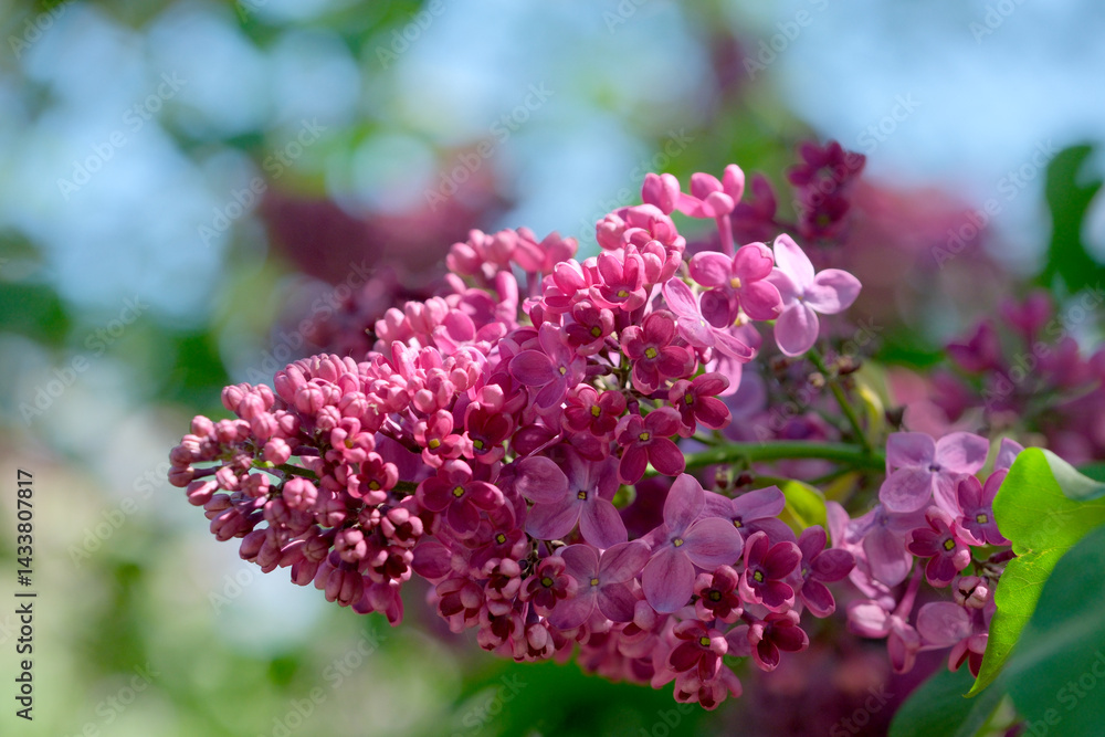 Obraz premium Blooming lilacs in the sunlight of springtime