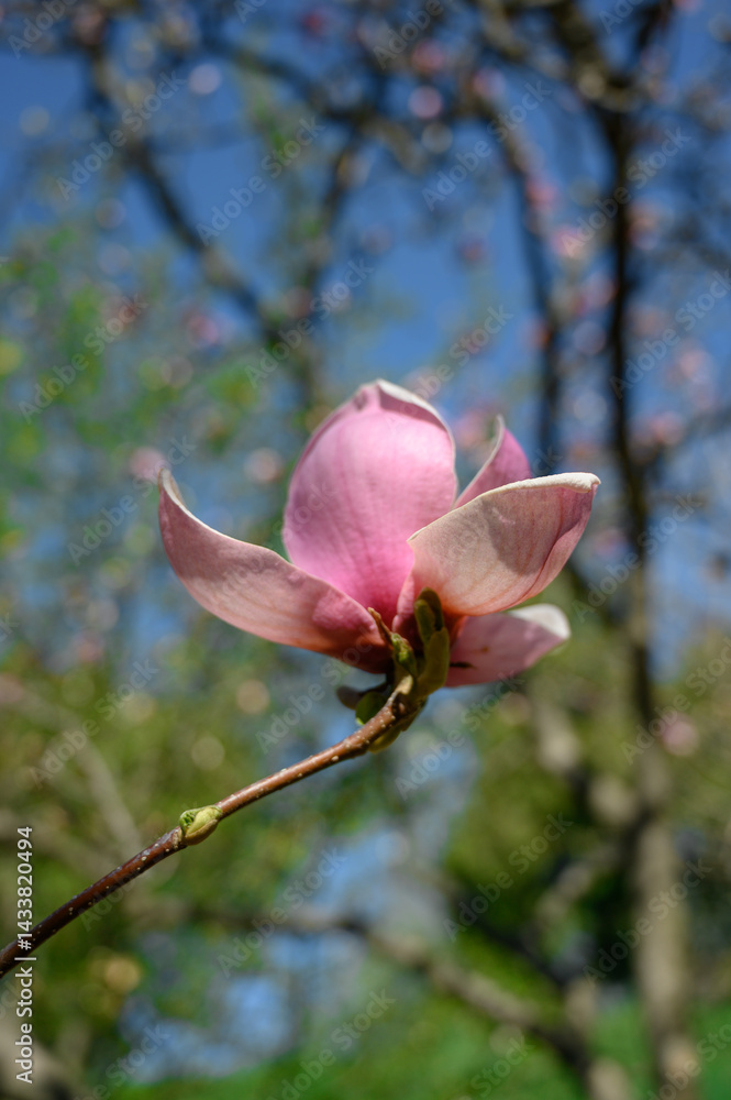 Fototapeta premium pink magnolia flowers