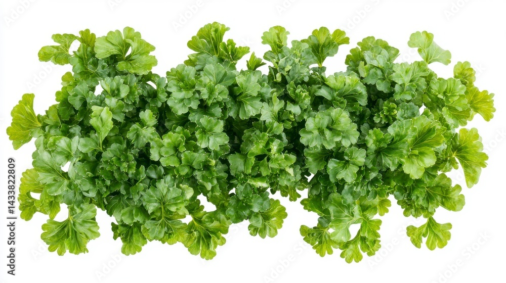 Obraz premium Overhead View of Fresh Green Parsley Sprigs on White Background
