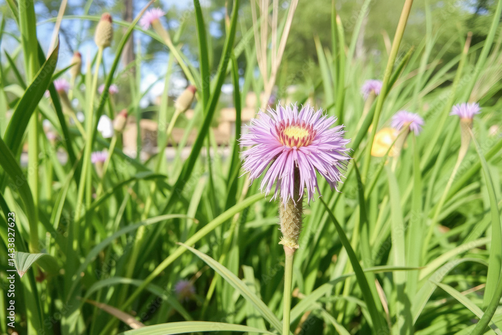 Beautiful Lavender Flower in Lush Green Grass