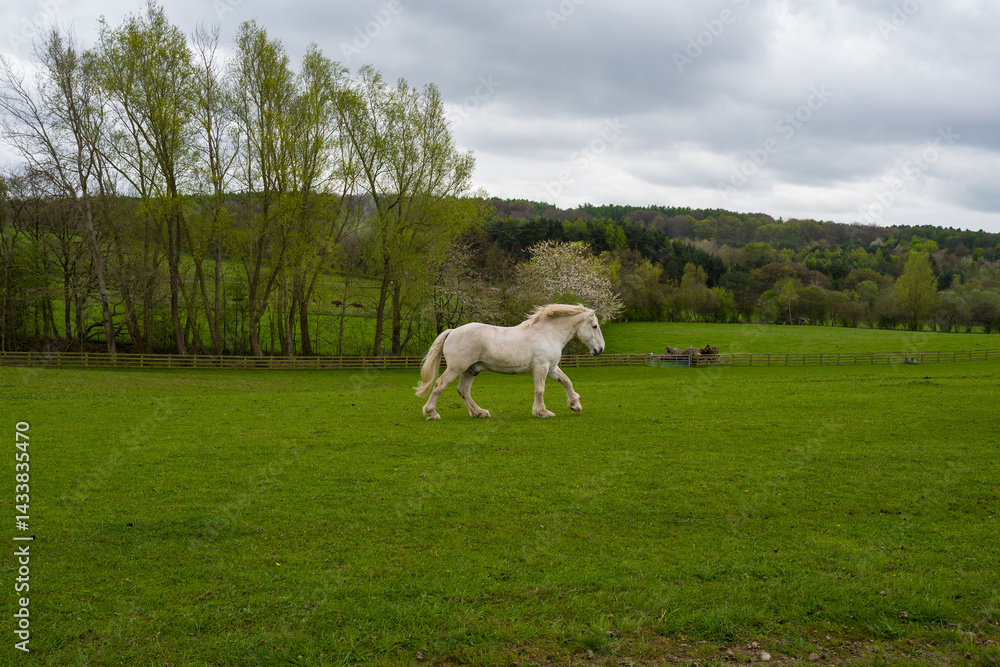 Naklejka premium white horse in the field