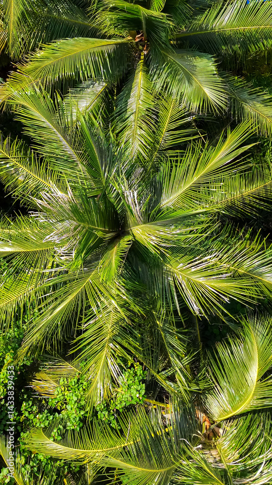 Fototapeta premium Top down view of dense green palm trees with shadows in tropical jungle, maldives island vegetation, nature escape, eco vacation, summer serenity background.