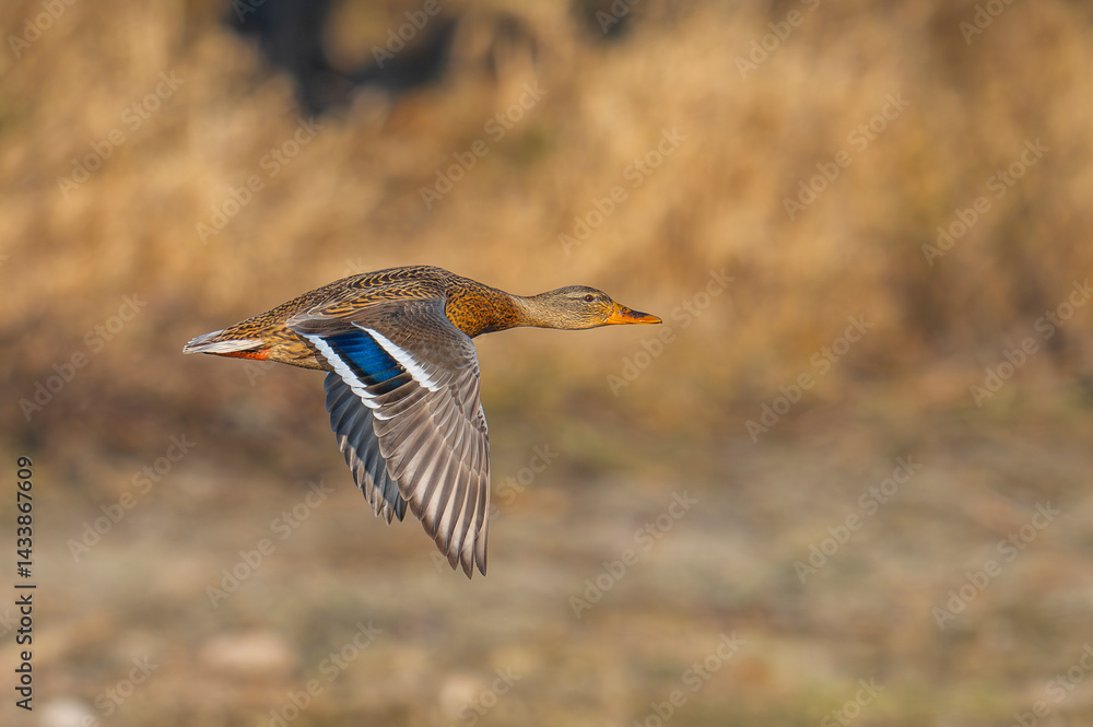 Obraz premium Mallard Duck