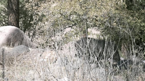 Javalina wild peccary pig strolls along and down hillside