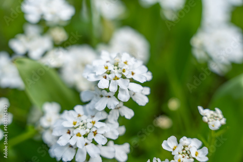A bunch of white flowers with yellow centers. The flowers are in a field