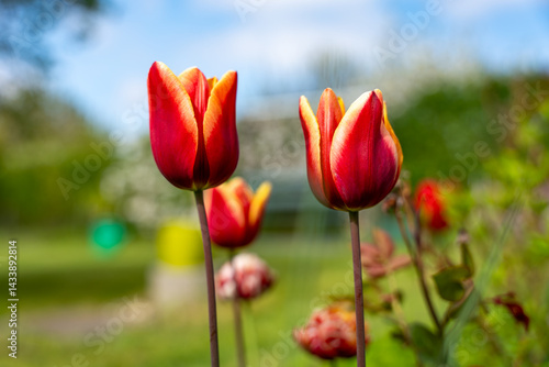 Two red and yellow tulips are in a garden. The flowers are in the foreground and the background is green