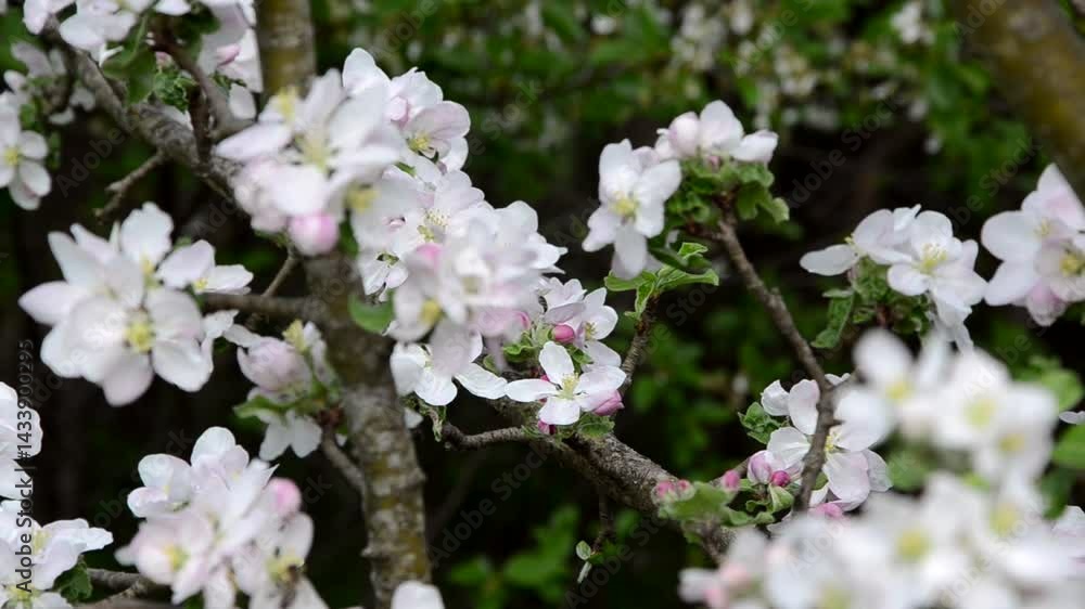A bee collects nectar and pollen from an apple blossom A bee collects nectar and pollen from an apple blossom