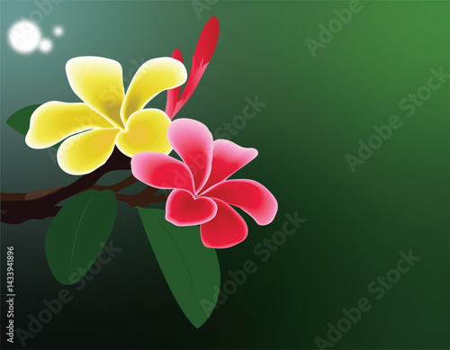 Plumeria, also known as frangipani flowers vector illustration. Kathgulap vector.