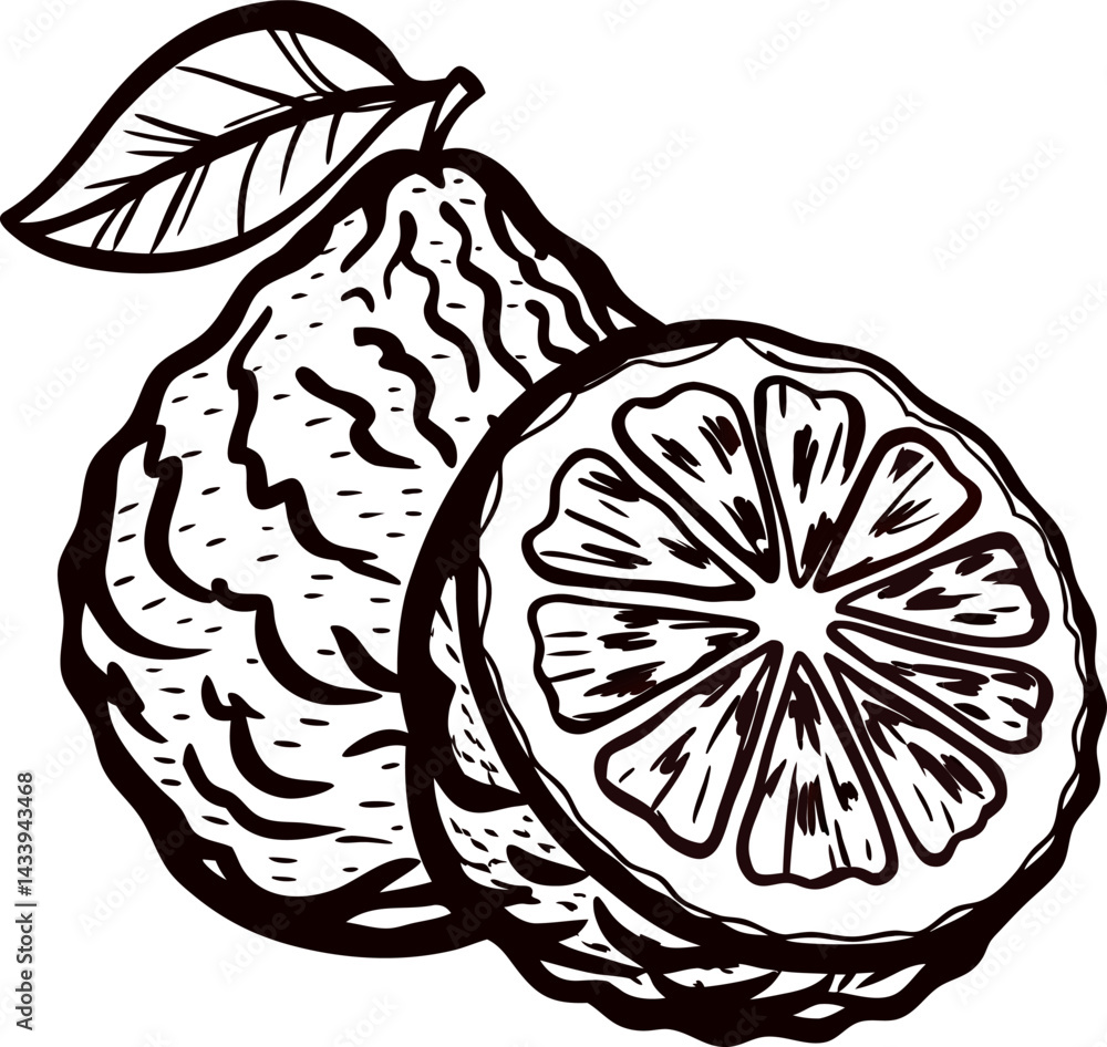 Hand drawn bergamot citrus fruit and leaf design in black and white Hand drawn bergamot citrus fruit and leaf design in black and white
