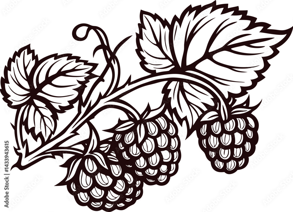 Black and white botanical of raspberry branch with leaves and berries. Black and white botanical of raspberry branch with leaves and berries.