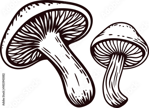 Detailed black and white drawing of two mushrooms with intricate texture and lines.