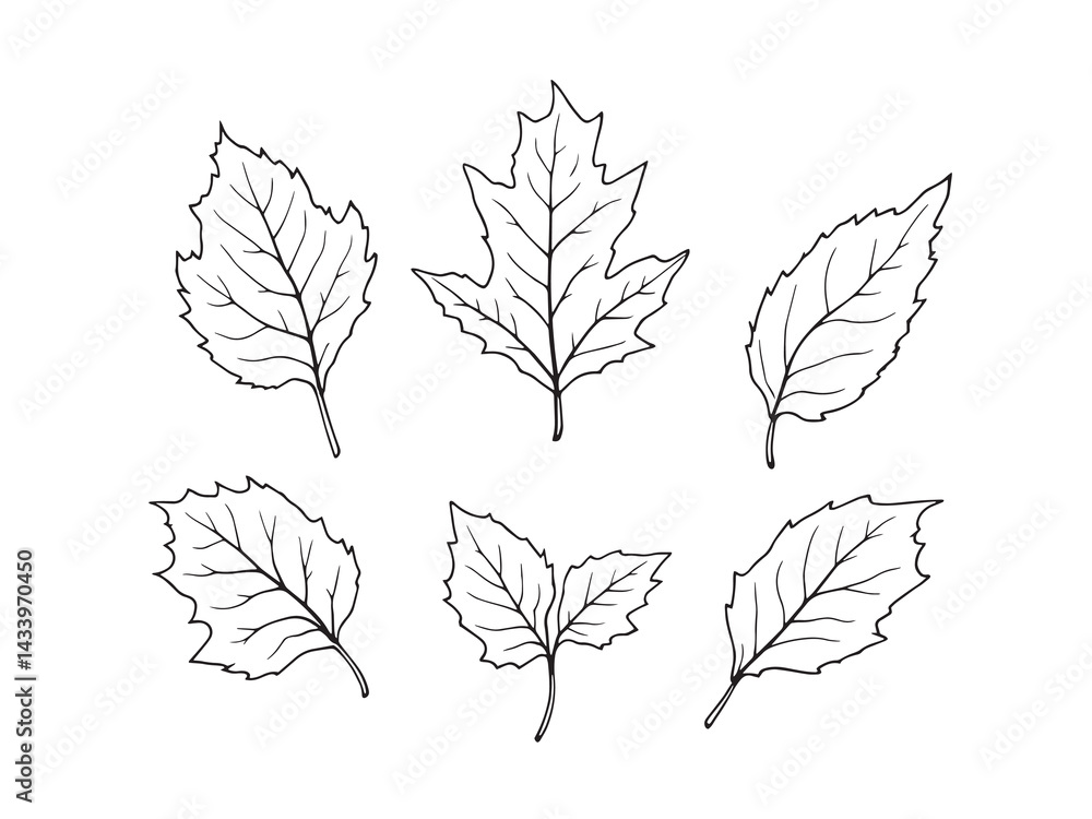 Obraz premium Birch leaf line art illustration in minimal outline style