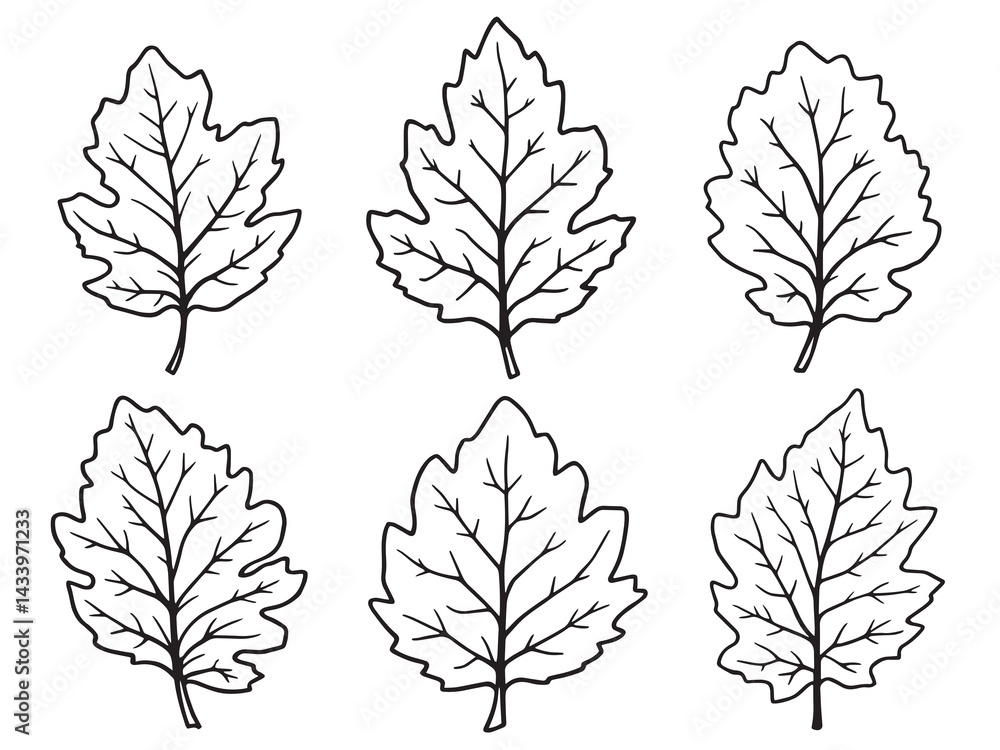 Obraz premium Botanical birch leaf vector in clean minimalist outline