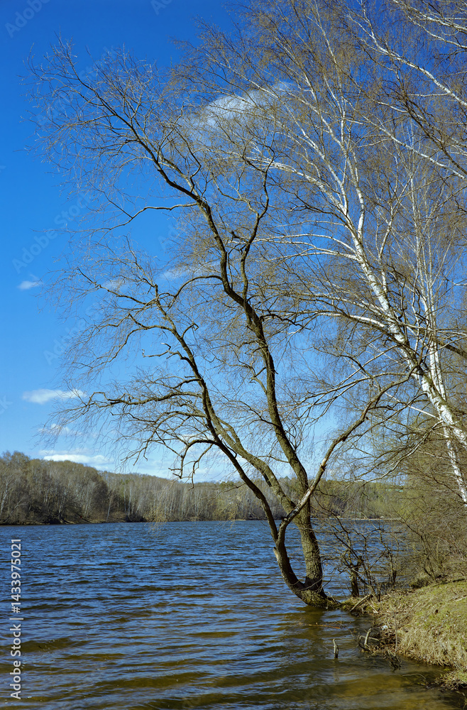 Willow on a river in early spring