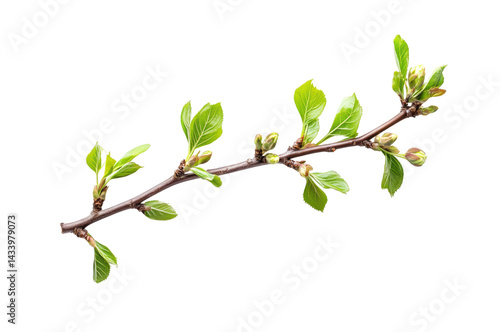 Spring budding branch nature scene plant growth isolated on transparent background