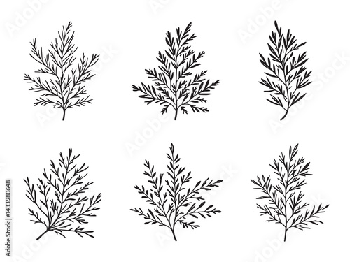 Cypress Leaf Minimal Line Art Design for Decoration