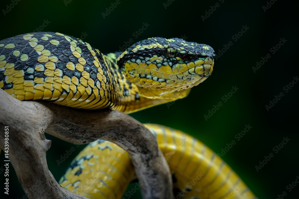 Fototapeta premium A close-up shot of a Wagler's pit viper