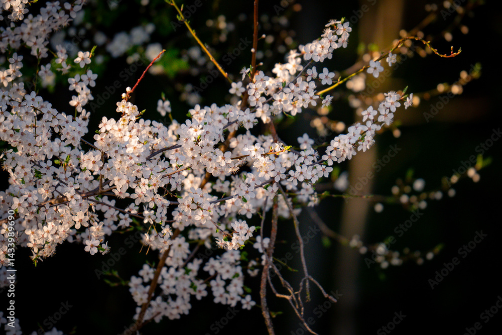 spring flowers spring flowers