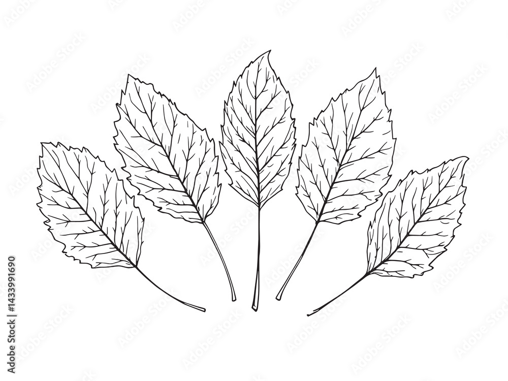 Detailed Line Art of Hornbeam Leaf Design for Graphic Projects Detailed Line Art of Hornbeam Leaf Design for Graphic Projects
