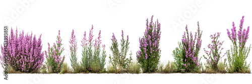 Isolated botanical arrangement of flowering heather plants on a transparent setting, perfect for overlays