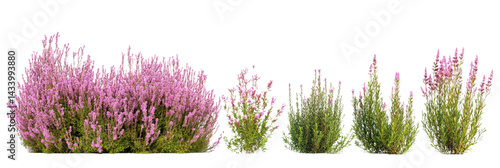 Assortment of flowering heather plants showcasing delicate pink and green hues on transparent