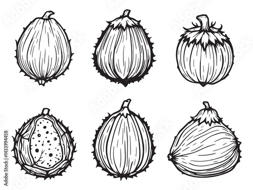 Elegant beech nut fruit contour black and white vector art