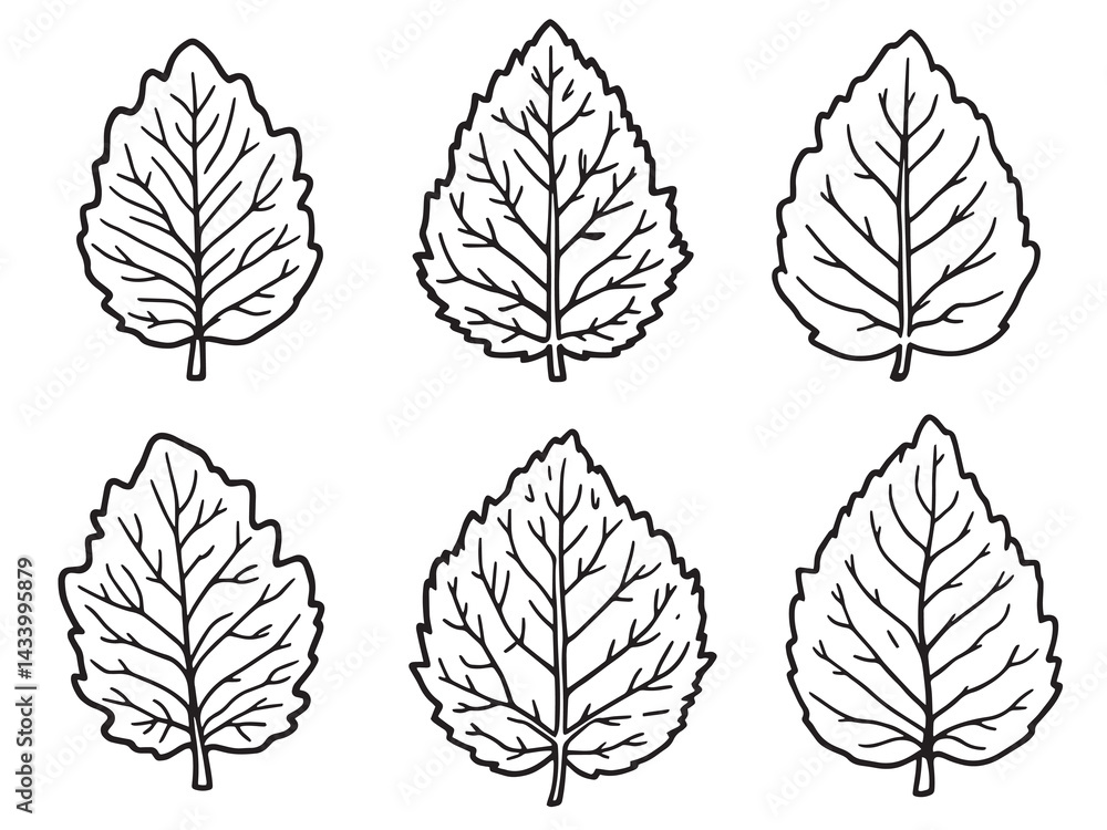 Fototapeta premium Elegant Butterbur Leaf in Detailed Line Art Design