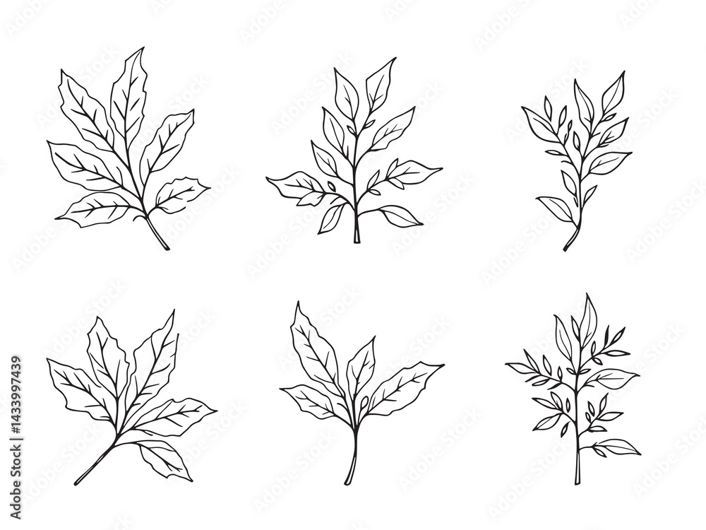 Fototapeta premium Elegant Cassia Leaf in Minimalistic Line Art Design
